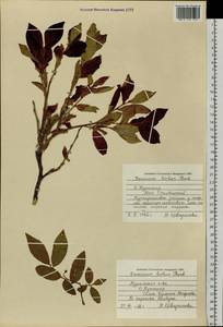 Vaccinium smallii A. Gray, Siberia, Russian Far East (S6) (Russia)