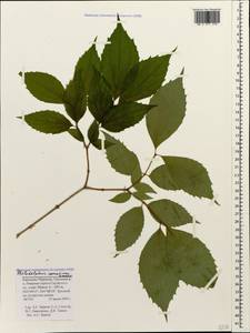 Philadelphus coronarius L., Caucasus, Stavropol Krai, Karachay-Cherkessia & Kabardino-Balkaria (K1b) (Russia)