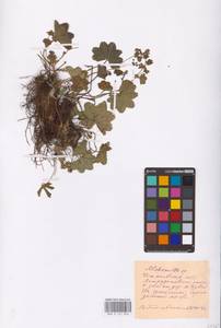 Alchemilla, Eastern Europe, Middle Volga region (E8) (Russia)