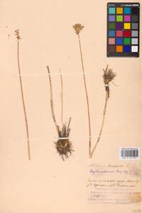 Allium lineare L., Eastern Europe, Middle Volga region (E8) (Russia)