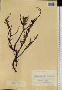 Salix hastata L., Siberia, Chukotka & Kamchatka (S7) (Russia)