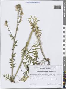 Polemonium caeruleum L., Siberia, Western Siberia (S1) (Russia)