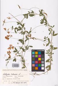 Lathyrus tuberosus L., Eastern Europe, Lower Volga region (E9) (Russia)