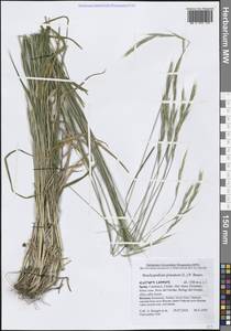 Brachypodium pinnatum (L.) P.Beauv., Western Europe (EUR) (Spain)