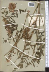 Hedysarum lehmannianum Bunge, Middle Asia, Pamir & Pamiro-Alai (M2)