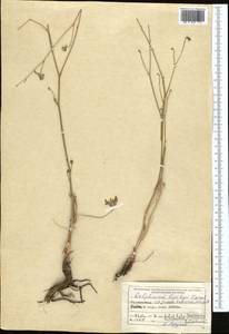 Delphinium lipskyi Korsh., Middle Asia, Pamir & Pamiro-Alai (M2) (Tajikistan)