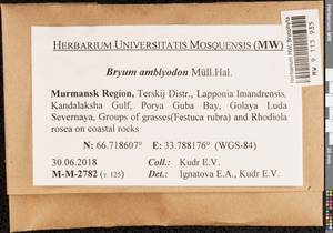 Ptychostomum inclinatum (Sw. ex Brid.) J.R. Spence, Bryophytes, Bryophytes - Karelia, Leningrad & Murmansk Oblasts (B4) (Russia)