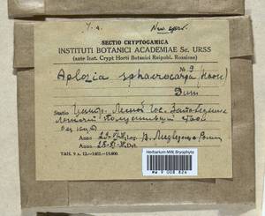 Syzygiella autumnalis (DC.) K. Feldberg, Váňa, Hentschel & Heinrichs, Bryophytes, Bryophytes - Middle Russia (B6) (Russia)