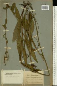 Picris hieracioides L., Eastern Europe, Latvia (E2b) (Latvia)