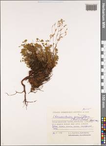 Chamaerhodos grandiflora (Pall. ex Schult.) Bunge, Siberia, Yakutia (S5) (Russia)