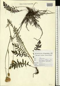 Klasea cardunculus (Pall.) Holub, Eastern Europe, Central forest-and-steppe region (E6) (Russia)