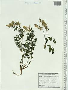 Astragalus frigidus (L.) A.Gray, Siberia, Central Siberia (S3) (Russia)