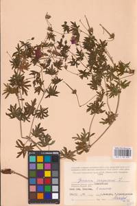 Geranium sanguineum L., Eastern Europe, Western region (E3) (Russia)