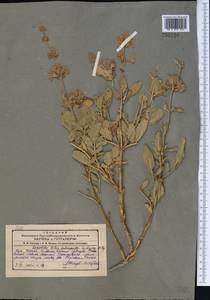 Salvia bucharica Popov, Middle Asia, Pamir & Pamiro-Alai (M2) (Uzbekistan)