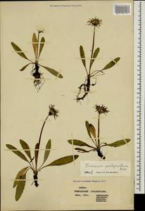 Taraxacum porphyranthum Boiss., Caucasus, Stavropol Krai, Karachay-Cherkessia & Kabardino-Balkaria (K1b) (Russia)