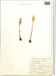 Crocus vallicola Herb., Caucasus, Georgia (K4) (Georgia)