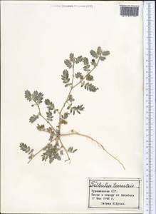 Tribulus terrestris L., Middle Asia, Karakum (M6) (Turkmenistan)