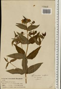 Lysimachia vulgaris L., Eastern Europe, Volga-Kama region (E7) (Russia)