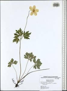 Anemone sylvestris, Eastern Europe, Central region (E4) (Russia)