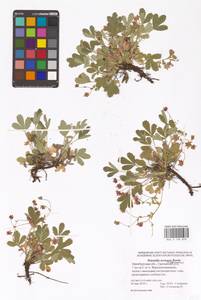 Potentilla cinerea subsp. incana (G. Gaertn., B. Mey. & Scherb.) Asch., Eastern Europe, Eastern region (E10) (Russia)