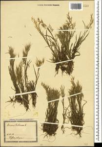 Bromus tectorum L., Caucasus, Georgia (K4) (Georgia)