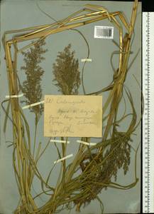 Calamagrostis, Siberia, Western (Kazakhstan) Altai Mountains (S2a) (Kazakhstan)