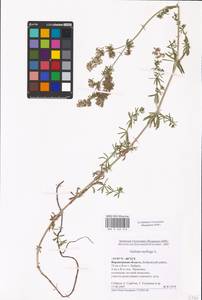 Galium mollugo L., Eastern Europe, Central forest-and-steppe region (E6) (Russia)