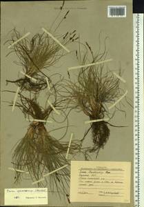 Carex supina var. spaniocarpa (Steud.) B.Boivin, Siberia, Yakutia (S5) (Russia)
