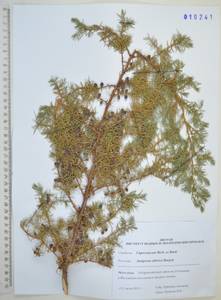 Juniperus communis var. saxatilis Pall., Siberia, Russian Far East (S6) (Russia)