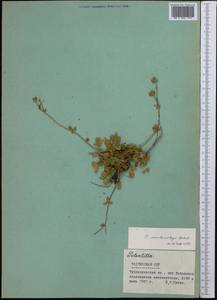 Potentilla vvedenskyi Botsch., Middle Asia, Pamir & Pamiro-Alai (M2) (Tajikistan)