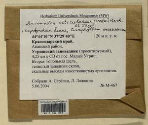 Cirriphyllum crassinervium (Taylor ex Wilson) Loeske & M. Fleisch., Bryophytes, Bryophytes - North Caucasus & Ciscaucasia (B12) (Russia)