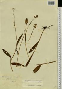 Dactylorhiza fuchsii subsp. fuchsii, Siberia, Central Siberia (S3) (Russia)