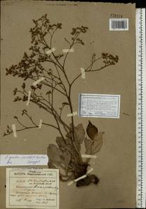 Limonium tomentellum (Boiss.) Kuntze, Eastern Europe, South Ukrainian region (E12) (Ukraine)
