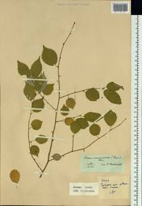 Prunus maximowiczii Rupr., Siberia, Russian Far East (S6) (Russia)