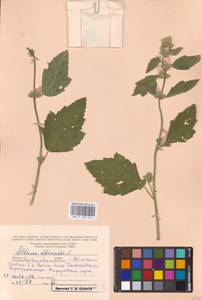 Althaea officinalis L., Eastern Europe, Middle Volga region (E8) (Russia)