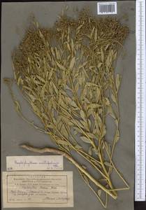Haplophyllum acutifolium (DC.) G. Don, Middle Asia, Pamir & Pamiro-Alai (M2) (Tajikistan)