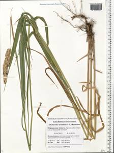 Phalaris arundinacea L., Eastern Europe, Northern region (E1) (Russia)