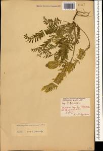 Astragalus macrourus Fischer & C. A. Meyer, Caucasus, Armenia (K5) (Armenia)