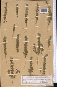 Lallemantia royleana (Benth.) Benth., Middle Asia, Northern & Central Kazakhstan (M10) (Kazakhstan)
