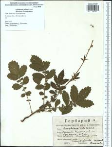 Agrimonia pilosa Ledeb., Eastern Europe, Central region (E4) (Russia)