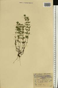 Clinopodium acinos (L.) Kuntze, Eastern Europe, Central region (E4) (Russia)