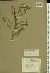 Salsola tragus L., Eastern Europe, South Ukrainian region (E12) (Ukraine)