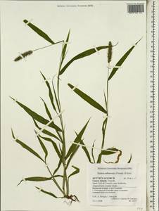 Setaria verticillata (L.) P.Beauv., Africa (AFR) (Spain)