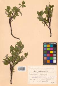 Salix divaricata Pall., Siberia, Chukotka & Kamchatka (S7) (Russia)