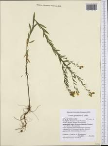 Linaria genistifolia (L.) Mill., Western Europe (EUR) (Bulgaria)