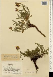 Astragalus bungeanus Boiss., Caucasus, Stavropol Krai, Karachay-Cherkessia & Kabardino-Balkaria (K1b) (Russia)