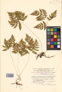 Gymnocarpium dryopteris (L.) Newman, Siberia, Chukotka & Kamchatka (S7) (Russia)