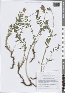 Astragalus laxmannii subsp. laxmannii, Siberia, Altai & Sayany Mountains (S2) (Russia)