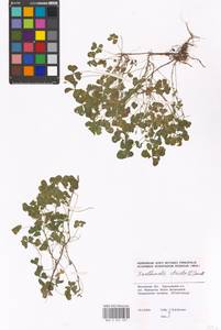 Oxalis corniculata L., Eastern Europe, Moscow region (E4a) (Russia)