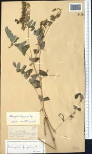 Astragalus lepsensis Bunge, Middle Asia, Dzungarian Alatau & Tarbagatai (M5) (Kazakhstan)